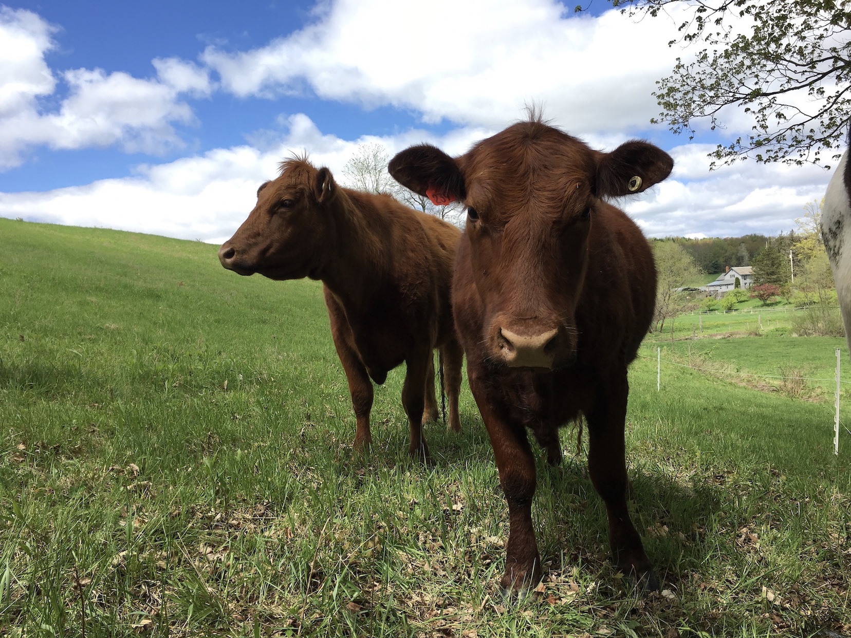 Cows.jpg