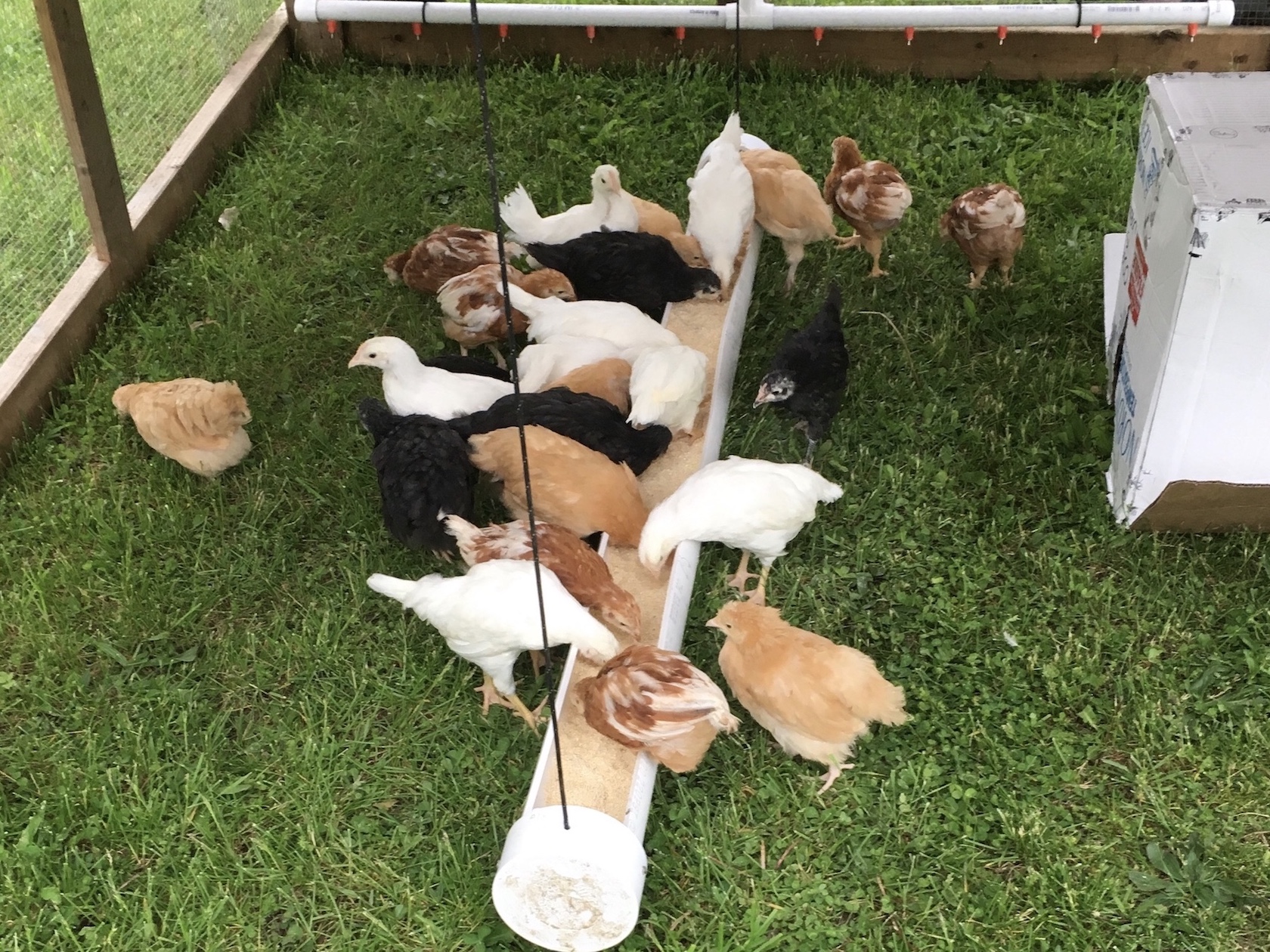 chickens.jpg