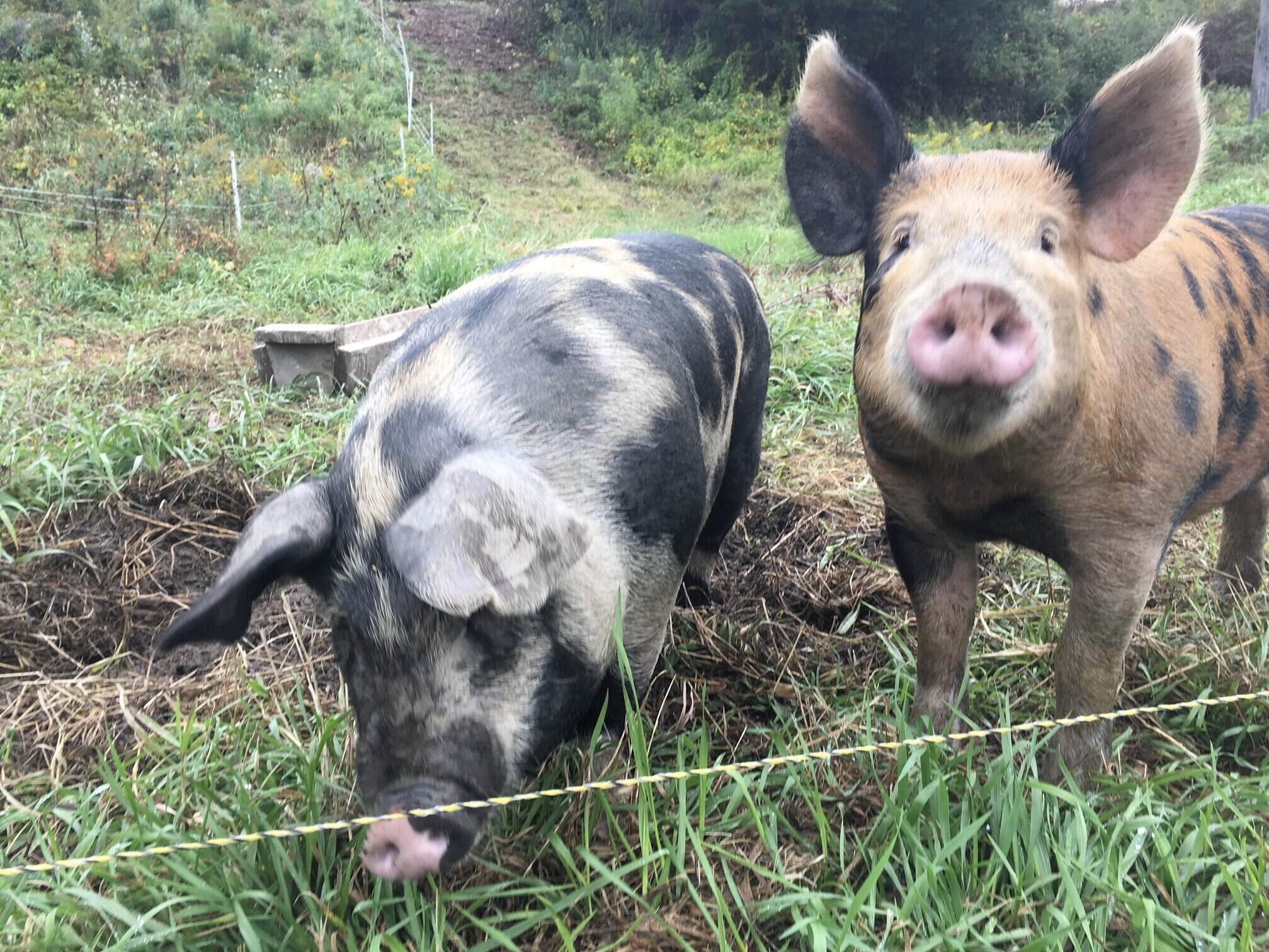 pigs 2.jpg